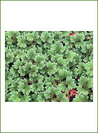 Aquarium Plants