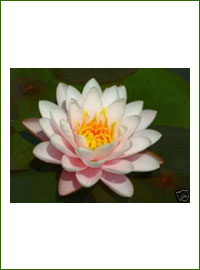 English Grown Water Lilies