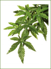 Vivarium Plants